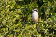 Pie-grièche du Turkestan / Bharatpur (Inde), mars 2015