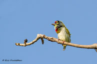 Barbu à plastron rouge / Bharatpur (Inde), mars 2015