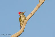 Pic du Bengale / Bharatpur (Inde), mars 2015