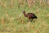 Ibis falcinelle / Bharatpur (Inde), mars 2015