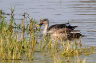 Canards à bec tacheté / Bharatpur (Inde), mars 2015