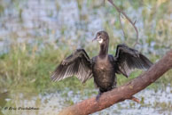 Cormoran de Vieillot / Bharatpur (Inde), mars 2015