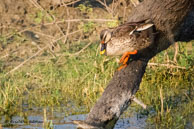 Canard à bec tacheté / Bharatpur (Inde), mars 2015