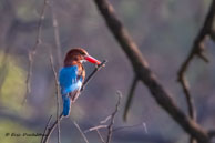 Martin-chasseur de Smyrne / Bharatpur (Inde), mars 2015