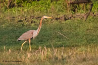 Héron pourpré / Bharatpur (Inde), mars 2015