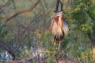 Héron pourpré / Bharatpur (Inde), mars 2015