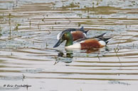 Canards souchets / Bharatpur (Inde), mars 2015