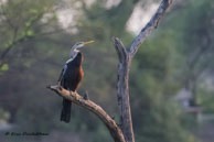 Anhinga roux / Bharatpur (Inde), mars 2015