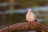 Tourterelle turque / Bharatpur (Inde), mars 2015