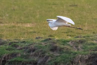 Grande Aigrette / Bharatpur (Inde), mars 2015