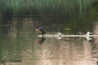 Gallinule poule-d'eau / Bharatpur (Inde), mars 2015