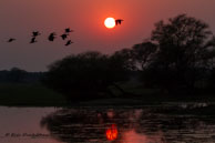 Dendrocygnes siffleurs / Bharatpur (Inde), mars 2015