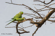 Perruches à collier / Bharatpur (Inde), mars 2015