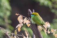 Guêpier d'Orient / Bharatpur (Inde), mars 2015