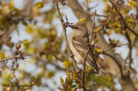 Pouillot / Bharatpur (Inde), mars 2015