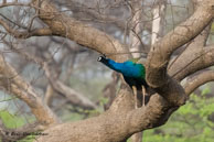 Paon bleu / Bharatpur (Inde), mars 2015