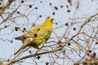 Colombar commandeur / Bharatpur (Inde), mars 2015