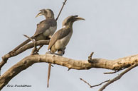 Calaos de Gingi  / Bharatpur (Inde), mars 2015