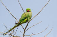 Perruche à collier / Bharatpur (Inde), mars 2015