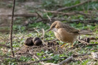 Cratérope de l'Inde / Bharatpur (Inde), mars 2015