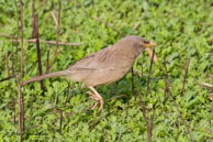 Cratérope de brousse / Bharatpur (Inde), mars 2015