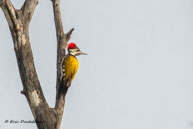 Pic du Bengale / Bharatpur (Inde), mars 2015