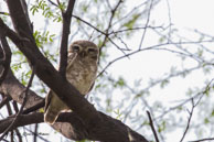 Chevêche brame / Bharatpur (Inde), mars 2015