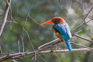 Martin-chasseur de Smyrne / Bharatpur (Inde), mars 2015