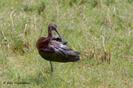 Ibis falcinelle / Bharatpur (Inde), mars 2015