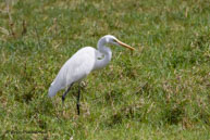 Grande Aigrette / Bharatpur (Inde), mars 2015