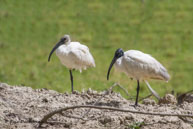 Ibis à tête noire / Bharatpur (Inde), mars 2015