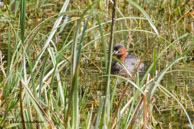 Grèbe castagneux / Bharatpur (Inde), mars 2015