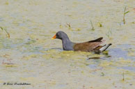 Gallinule poule-d'eau / Bharatpur (Inde), mars 2015