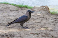 Corbeau à gros bec / Bharatpur (Inde), mars 2015