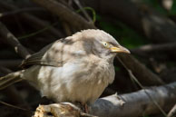 Cratérope de brousse / Bharatpur (Inde), mars 2015