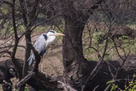 Héron cendré / Bharatpur (Inde), mars 2015