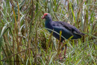 Talève sultane / Bharatpur (Inde), mars 2015