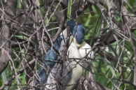 Bihoreau gris / Bharatpur (Inde), mars 2015