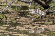 Bihoreau gris (juv.) / Bharatpur (Inde), mars 2015