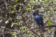 Shama dayal / Bharatpur (Inde), mars 2015