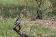 Anhinga roux / Bharatpur (Inde), mars 2015