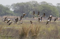 Oies à tête barrée / Bharatpur (Inde), mars 2015