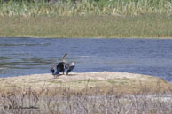 Anhinga roux / Bharatpur (Inde), mars 2015