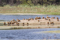 Dendrocygnes siffleurs / Bharatpur (Inde), mars 2015