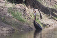 Anhinga roux (en plein repas) / Bharatpur (Inde), mars 2015