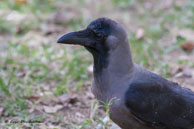 Corbeau à gros bec / Bharatpur (Inde), mars 2015