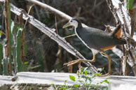 Râle à poitrine blanche / Bharatpur (Inde), mars 2015