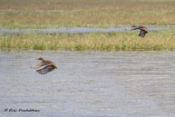 Dendrocygnes siffleurs / Bharatpur (Inde), mars 2015