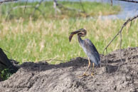 Héron cendré (en plein repas) / Bharatpur (Inde), mars 2015