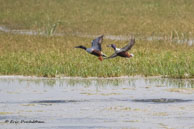 Canards souchets / Bharatpur (Inde), mars 2015